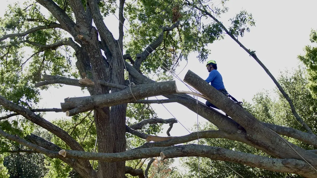 Professional Hazardous Tree Removal performed by certified arborists in Shenandoah