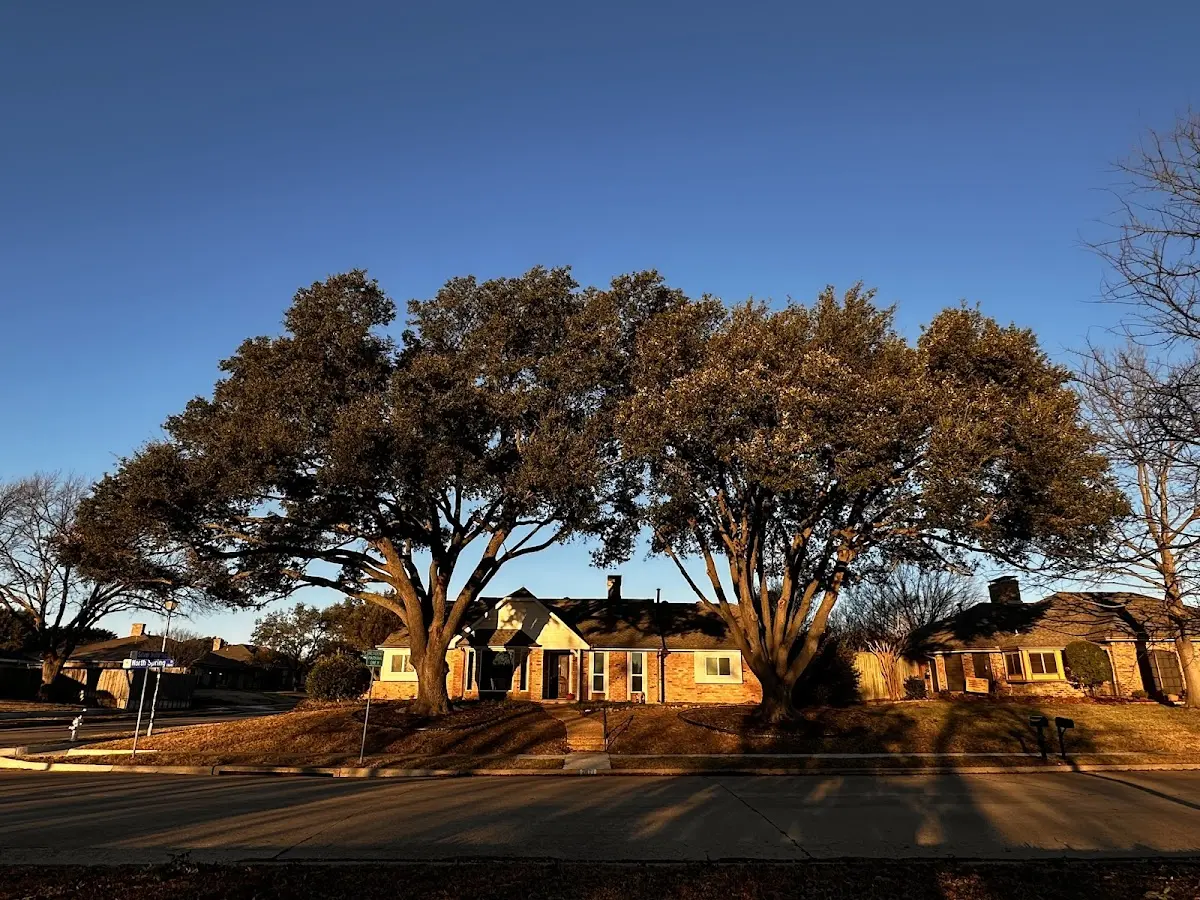 Established residential canopy tree shading a home in Shenandoah