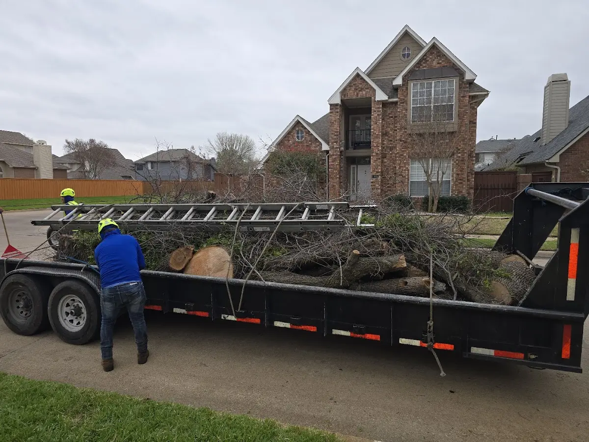 Expert Tree Removal with proper safety equipment in Shenandoah